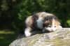 deborahsibf0323158202615_small.jpg