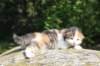 deborahsibf0323158202617_small.jpg