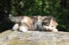 deborahsibf0323158202621_small.jpg