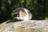 deborahsibf0323158202636_small.jpg
