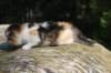 deborahsibf0323158202639_small.jpg