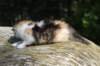 deborahsibf0323158202641_small.jpg