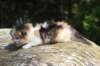 deborahsibf0323158202643_small.jpg