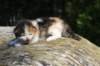 deborahsibf0323158202647_small.jpg