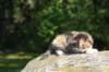 deborahsibf032315820265_small.jpg