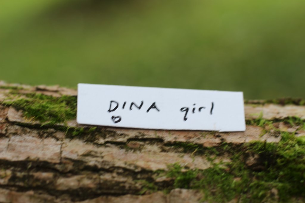 dinah6viikkoa1691.jpg