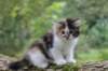 dinah6viikkoa16954_small.jpg