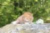 dorisibd2453_small.jpg