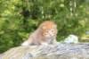 dorisibd2456_small.jpg