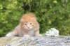 dorisibd2461_small.jpg