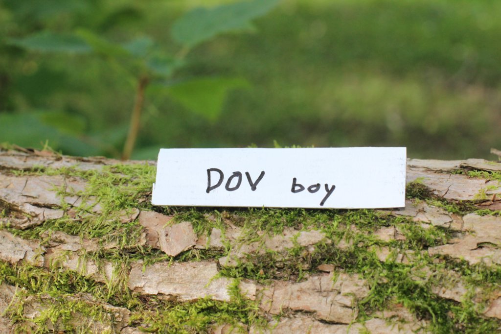 dovd244viikkoa28820261.jpg