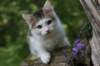 img_9604_small.jpg