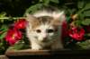 img_8670_small.jpg