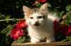 img_8671_small.jpg