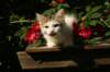 img_8672_small.jpg