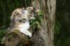 amurindebora12weeks3172012_small.jpg