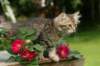 img_8585_small.jpg