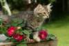 img_8586_small.jpg