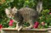 img_8596_small.jpg