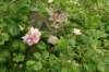 img_9050_small.jpg