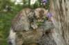 amurindionysius12weeks3172012_small.jpg