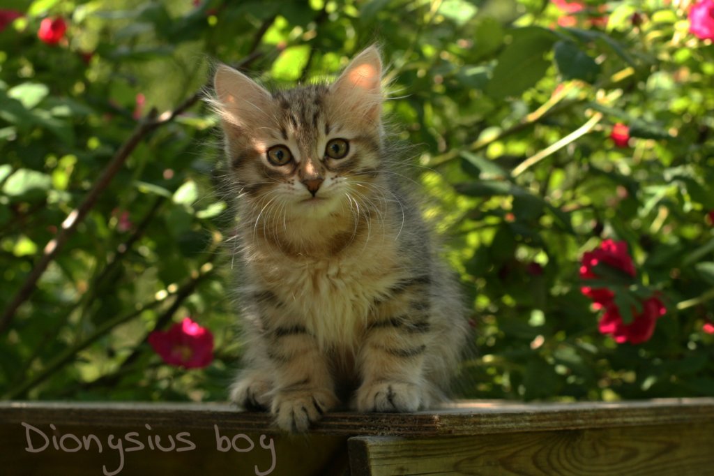 dionysiusboy.jpg