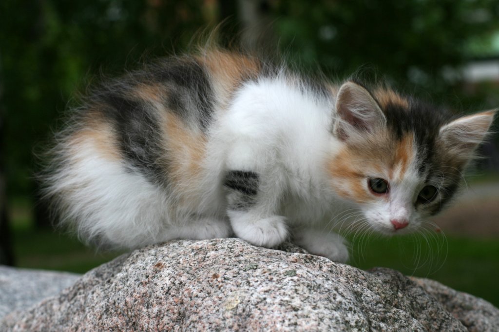 debora7weeks2662012.jpg