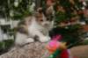 img_5465_small.jpg