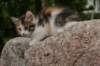 img_5478_small.jpg