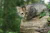 img_6556_small.jpg