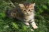 dionysius7weeks_small.jpg