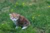 img_7152_small.jpg