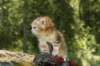 danna8weeks2552016_small.jpg
