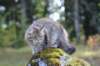 dayanaforesthunteratalmostoneyearofageonaugust14201923_small.jpg