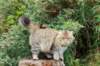 dayanaforesthunter14824_small.jpg