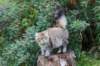 dayanaforesthunter14825_small.jpg