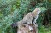 dayanaforesthunter14826_small.jpg