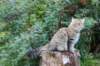 dayanaforesthunter14827_small.jpg