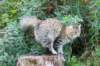 dayanaforesthunter14829_small.jpg