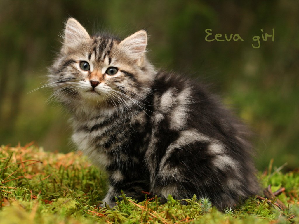 eevagirl.jpg