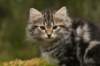 img_7811_small.jpg