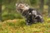 img_7826_small.jpg