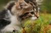 img_7954_small.jpg