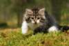 img_7970_small.jpg