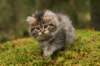 img_8062_small.jpg