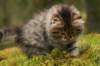 img_8071_small.jpg