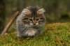img_8077_small.jpg