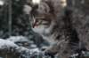 eunike9weeks12_small.jpg