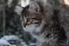 eunike9weeks13_small.jpg