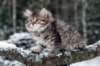 eunike9weeks2_small.jpg